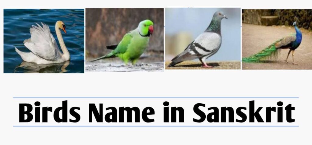 Birds Name in Sanskrit